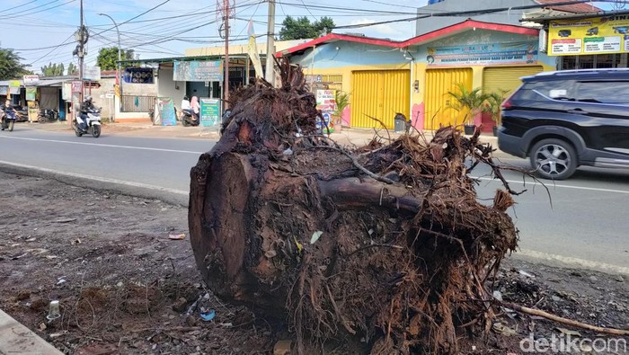 Batang pohon sisa penebangan di Depok