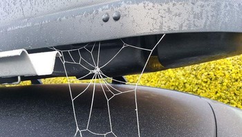 Jaring laba-laba ikutan beku. Foto: Reddit