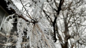 Menjadi seperti bunga. Foto: Reddit