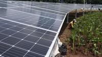 Kementerian ESDM merencanakan kapasitas dari pembangkit energi baru dan terbarukan (EBT) di Indonesia pada 2060 mendatang sebesar 617 GW, dimana pembangkit listrik tenaga surya (PLTS) akan mendominasi dengan kapasitas sebesar 398 GW. ANTARA FOTO/Muhammad Adimaja