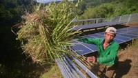 Stasiun panel tenaga surya bantuan PT Bukit Asam Tbk tersebut membantu mengairi 62 hektare sawah tadah hujan masyarakat dengan hasil panen mencapai seribu ton per tahun, meningkat drastis dari sebelumnya hanya 248 ton per tahun. ANTARA FOTO/Iggoy el Fitra