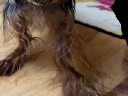 Jepretan Kocak Mode Panorama Hewan yang Gagal