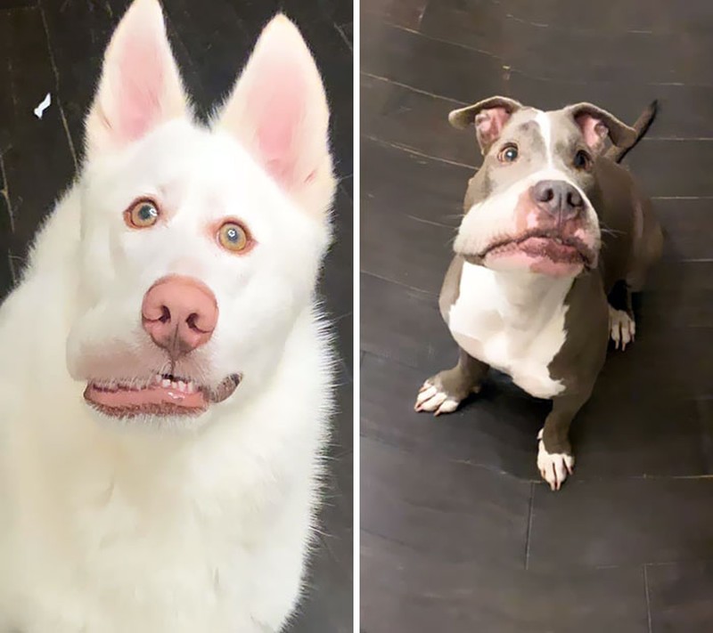 Fotoinet Jepretan Kocak Saat Hewan Kena Mode Foto Panorama