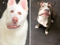 Jepretan Kocak Mode Panorama Hewan yang Gagal