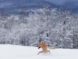 Jepretan Kocak Mode Panorama Hewan yang Gagal