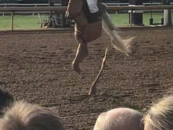 Jepretan Kocak Mode Panorama Hewan yang Gagal