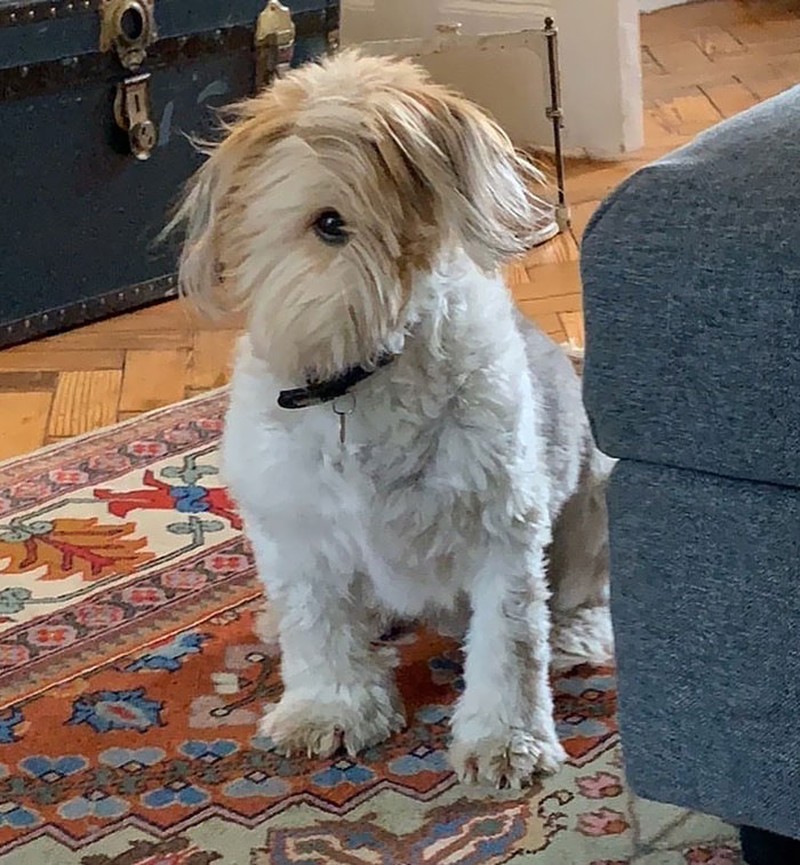 Fotoinet Jepretan Kocak Saat Hewan Kena Mode Foto Panorama