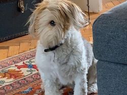 Jepretan Kocak Mode Panorama Hewan yang Gagal