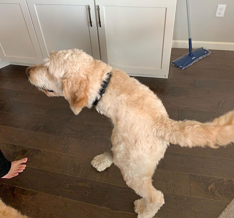 Fotoinet Jepretan Kocak Saat Hewan Kena Mode Foto Panorama