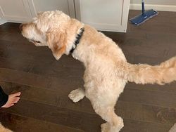 Jepretan Kocak Mode Panorama Hewan yang Gagal