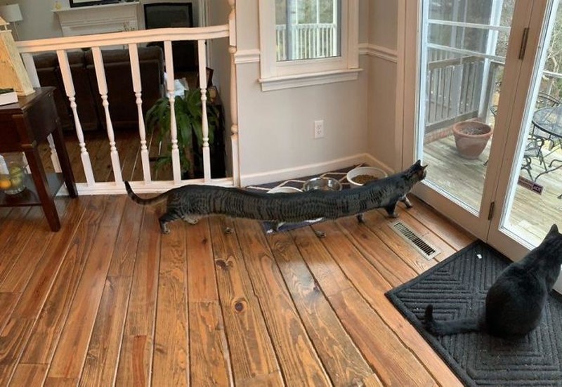 Fotoinet Jepretan Kocak Saat Hewan Kena Mode Foto Panorama