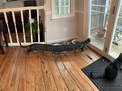 Jepretan Kocak Mode Panorama Hewan yang Gagal