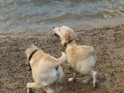 Jepretan Kocak Mode Panorama Hewan yang Gagal