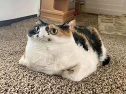 Jepretan Kocak Mode Panorama Hewan yang Gagal