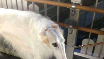 Bukan tapir tapi ini anjing lho. Foto: Brightside