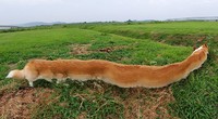 Fotoinet Jepretan Kocak Saat Hewan Kena Mode Foto Panorama