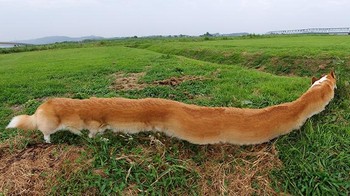 Berapa meter nih panjang tubuh si anjing. Foto: Brightside