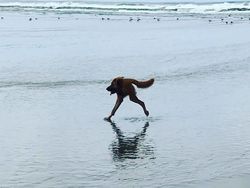 Jepretan Kocak Mode Panorama Hewan yang Gagal