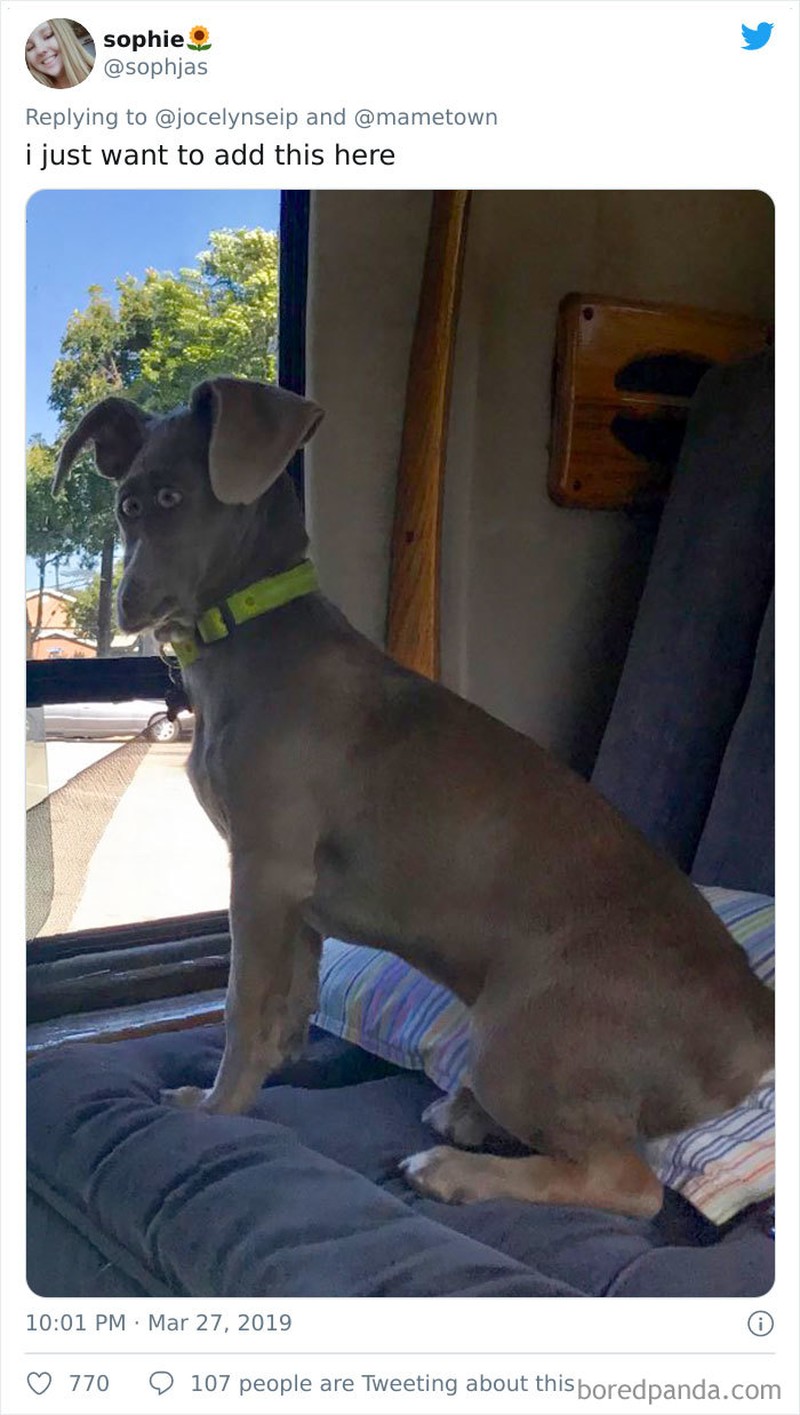 Fotoinet Jepretan Kocak Saat Hewan Kena Mode Foto Panorama