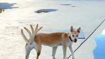 Kocak buntutnya jadi bercabang. Foto: Brightside