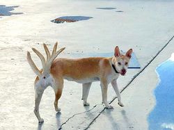 Jepretan Kocak Mode Panorama Hewan yang Gagal