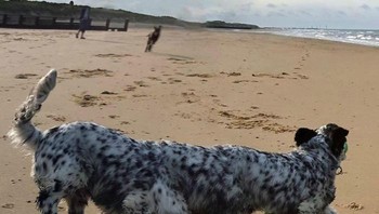 Coba hitung kaki anjingnya ada berapa ya. Foto: Brightside