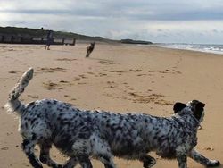 Jepretan Kocak Mode Panorama Hewan yang Gagal