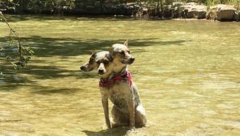 Wah ada anjing berkepala tiga. Foto: Brightside