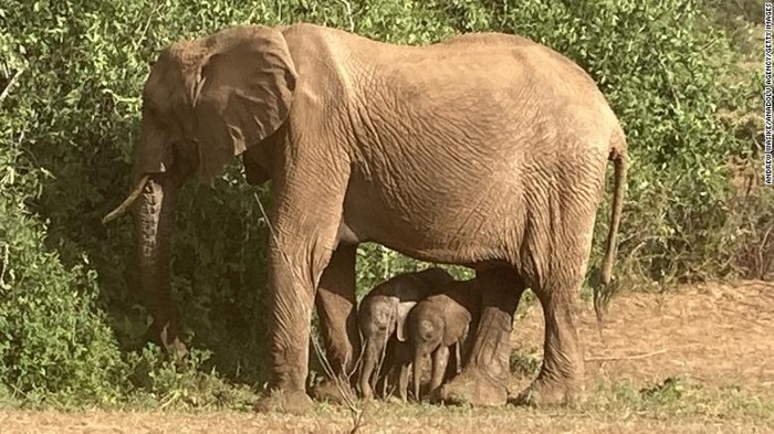 Gajah Kembar yang Tengah Bertahan Hidup di Kenya