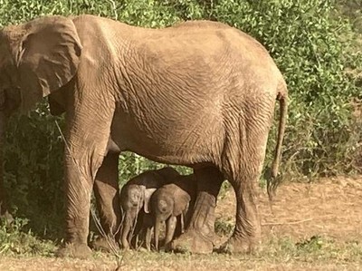 Potret Bayi Gajah Kembar yang Bertahan Hidup di Taman Safari Kenya