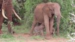 Potret Bayi Gajah Kembar yang Bertahan Hidup di Taman Safari Kenya