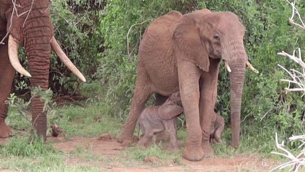 Si kembar ditemui oleh pihak Save The Elephant, sebelumnya, badan amal ini pernah menemui gajah kembar di tahun 2006, namun mereka mati tak lama setelah dilahirkan. (AFP) Si kembar ditemui oleh pihak Save The Elephant, sebelumnya, badan amal ini pernah menemui gajah kembar di tahun 2006, namun mereka mati tak lama setelah dilahirkan. (AFP)