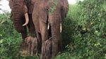 Potret Bayi Gajah Kembar yang Bertahan Hidup di Taman Safari Kenya
