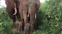 Menurut badan amal ini, cukup sering induk tidak memilki cukup susu untuk menghidupi dua anak. Dua gajah kembar ini pun diharapkan bisa bertahan hidup. (AFP)