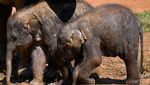 Potret Bayi Gajah Kembar yang Bertahan Hidup di Taman Safari Kenya