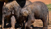 Sekitar selama 22 bulan, gajah Afrika punya periode kehamilan terpanang dari seluruh mamalia. Mereka melahirkan setiap kira-kira empat tahun.: (AFP)