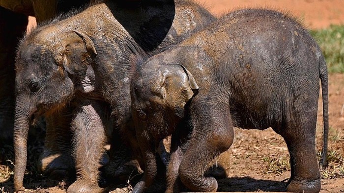 Gajah Kembar yang Tengah Bertahan Hidup di Kenya