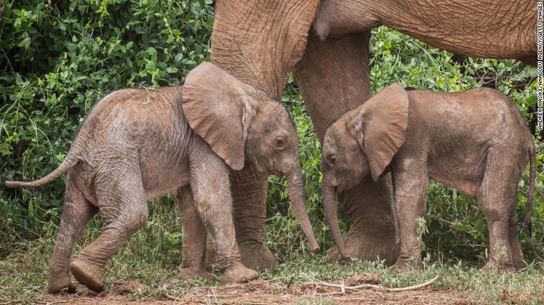 Gajah Kembar yang Tengah Bertahan Hidup di Kenya Gajah Kembar yang Tengah Bertahan Hidup di Kenya