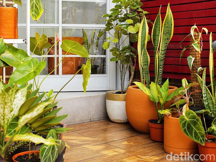 Ilustrasi Taman Rumah