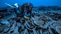 Jauh di Pasifik Selatan, para ilmuwan telah menjelajahi bentangan langka karang murni berbentuk seperti mawar di lepas pantai Tahiti.  