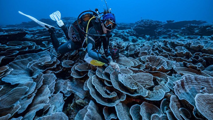 In this photo provided by @alexis.rosenfeld, researchers for the French National Centre for Scientific Research study corals in the waters off the coast of Tahiti of the French Polynesia in December 2021. Deep in the South Pacific, scientists have explored a rare stretch of pristine corals shaped like roses off the coast of Tahiti. The reef is thought to be one of the largest found at such depths and seems untouched by climate change or human activities. (Alexis Rosenfeld/@alexis.rosenfeld via AP)
