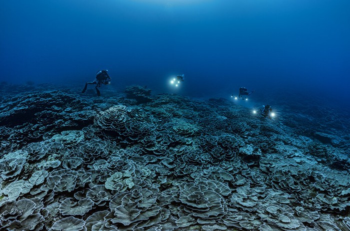 In this photo provided by @alexis.rosenfeld, researchers for the French National Centre for Scientific Research study corals in the waters off the coast of Tahiti of the French Polynesia in December 2021. Deep in the South Pacific, scientists have explored a rare stretch of pristine corals shaped like roses off the coast of Tahiti. The reef is thought to be one of the largest found at such depths and seems untouched by climate change or human activities. (Alexis Rosenfeld/@alexis.rosenfeld via AP)