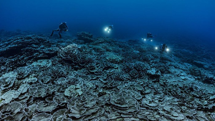 Peneliti Temukan Bentangan Terumbu Karang Langka Berbetuk Mawar In this photo provided by @alexis.rosenfeld, researchers for the French National Centre for Scientific Research study corals in the waters off the coast of Tahiti of the French Polynesia in December 2021. Deep in the South Pacific, scientists have explored a rare stretch of pristine corals shaped like roses off the coast of Tahiti. The reef is thought to be one of the largest found at such depths and seems untouched by climate change or human activities. (Alexis Rosenfeld/@alexis.rosenfeld via AP)