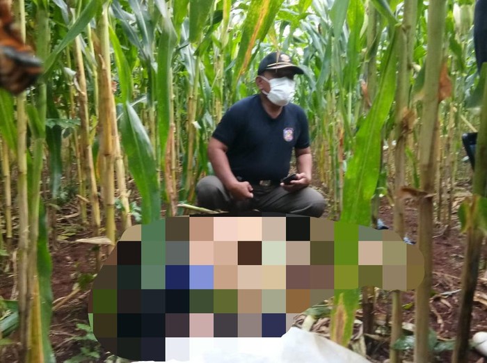 Warga Desa/Kecamatan Paciran, Lamongan menemukan mayat pria tanpa identitas di kebun jagung. Mayat itu ditemukan dalam posisi telungkup.