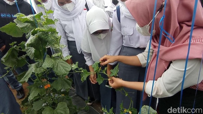 Pengunjung tengah memanen melon di green house Karangresik Tasikmalaya