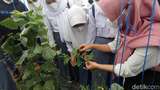 Serunya Memanen Melon dari Kebun Garapan Petani Milenial Tasikmalaya