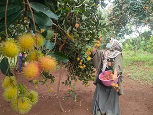 Mau Piknik Murah Meriah Bersama Keluarga, Wisata Petik Rambutan Solusinya