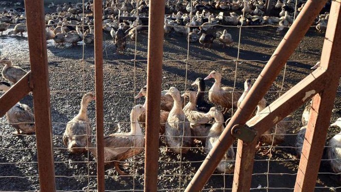 Over one million birds have already been killed in attempts to smother the avian flu outbreak that began in late November. PHOTO: AFP