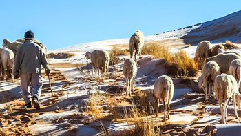 Domba terlihat di bukit pasir yang tertutup es di Sahara Aljazair pada Januari 2021 saat suhu turun di bawah nol. Foto: Karim Bouchetta via Daily Mail