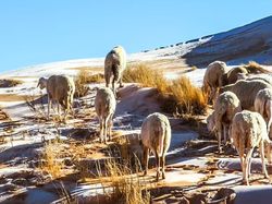 Cantiknya Salju Langka Selimuti Gurun Sahara